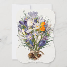 Blume Crocus Spring Botanische Blumenpracht