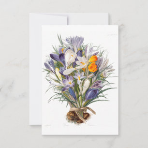 Blume Crocus Spring Botanische Blumenpracht