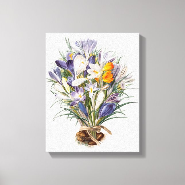 Blume Crocus Spring Botanische Blumenpracht Leinwanddruck (Vorderseite)