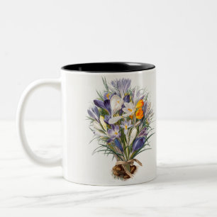 Blume Crocus Spring Botanische Blumenpracht Zweifarbige Tasse