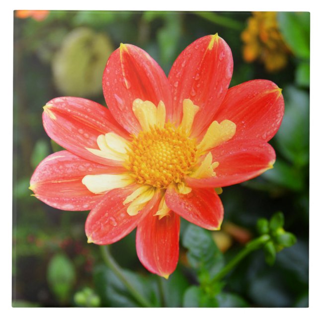 Blume Dahlia Fliese (Vorderseite)