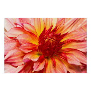 Blume - Dahlie - Atemberaubende Natur Poster