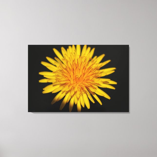 Blume Dandelion 36 x 24 (90 x 60 cm) Wacm Leinwanddruck (Vorderseite)