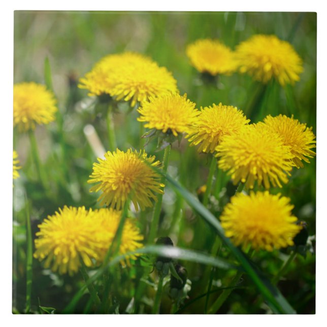 Blume Dandelion Gelb grün Fliese (Vorderseite)