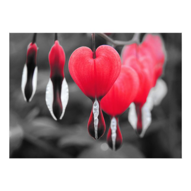 Blume der Blutungen im Herzen: Roter Farbschlag Fotodruck (Vorne)
