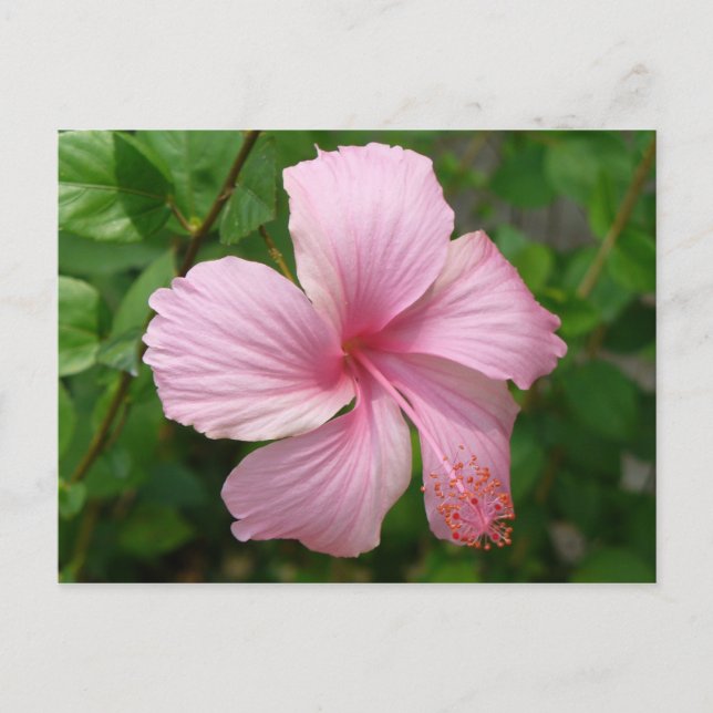 Blume der Dominikanischen Republik Postkarte (Vorderseite)
