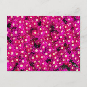 Blume der EisPflanze Postkarte