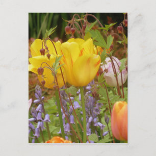 Blume der Empfindlichkeit Postkarte