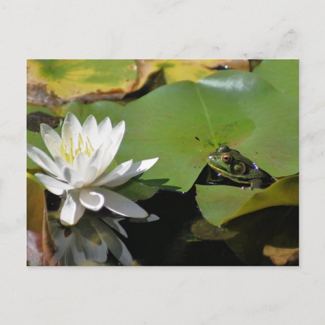 Blume der Frosch- und Wasserlilie Postkarte (Vorderseite)