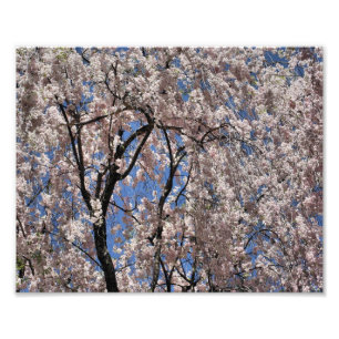 Blume der Frühlingsblüten Fotodruck