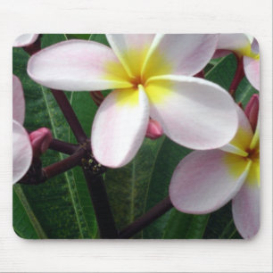 Blume der hawaiianischen Plumeria Mousepad