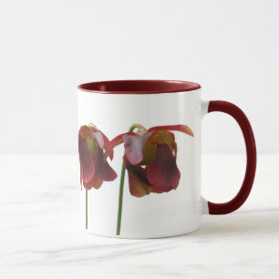 Blume der karnivorischen Pflanze Tasse