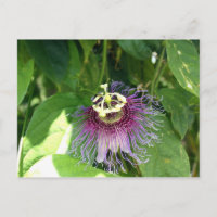 Blume der Leidenschaft - Lila