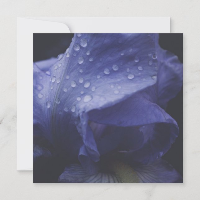 Blume der lila Rose Karte (Vorderseite)