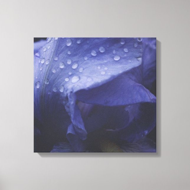 Blume der lila Rose Leinwanddruck (Vorderseite)