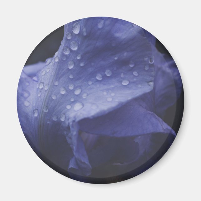 Blume der lila Rose Magnet (Vorne)