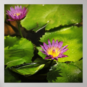 Blume der Lilie (Lotus) Poster