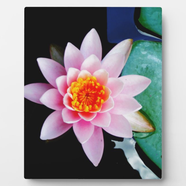Blume der Lilie (Pink und Orange) Fotoplatte (Vorderseite)