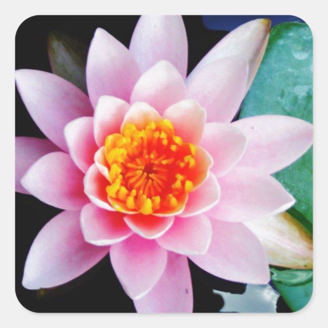 Blume der Lilie (Pink und Orange) Quadratischer Aufkleber (Vorderseite)
