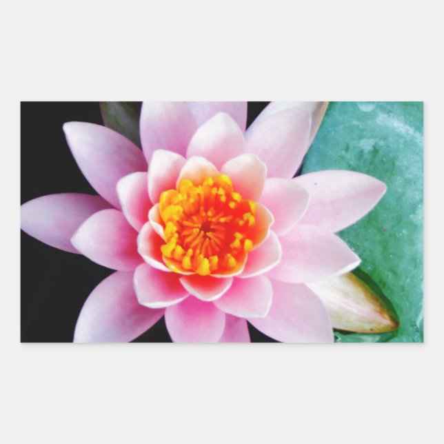 Blume der Lilie (Pink und Orange) Rechteckiger Aufkleber (Vorderseite)