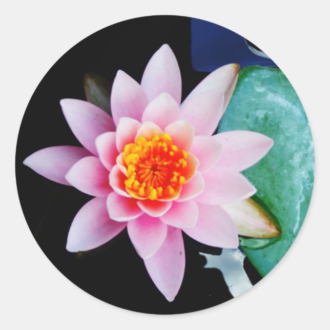 Blume der Lilie (Pink und Orange) Runder Aufkleber (Vorderseite)