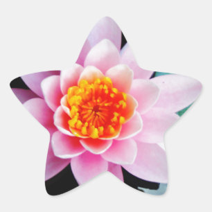 Blume der Lilie (Pink und Orange) Stern-Aufkleber