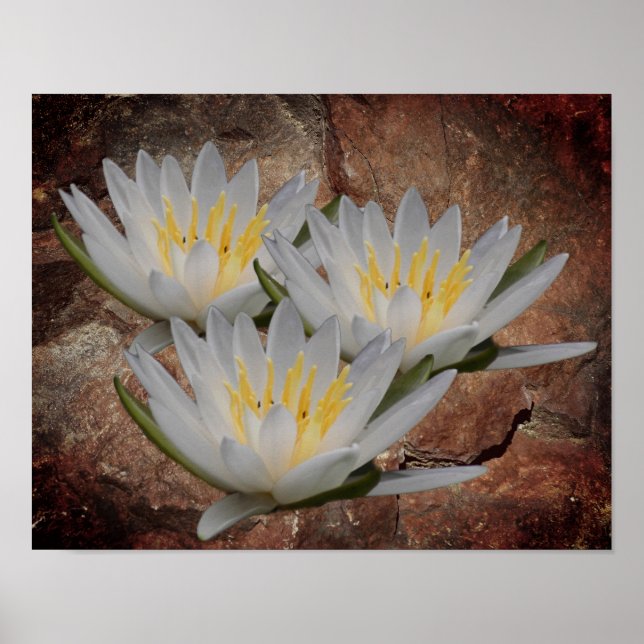 Blume der Lotus-Wasserlilie auf Steinen Poster (Vorne)