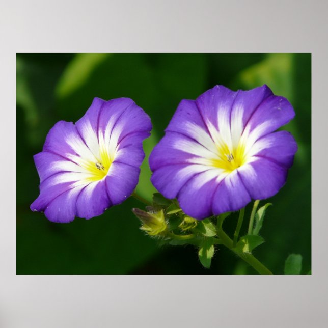Blume der Morgenruhe Poster (Vorne)