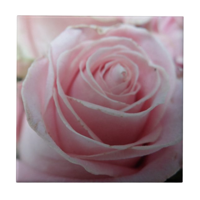 Blume der niedlichen Rose Fliese (Vorderseite)