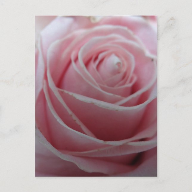Blume der niedlichen Rose Postkarte (Vorderseite)