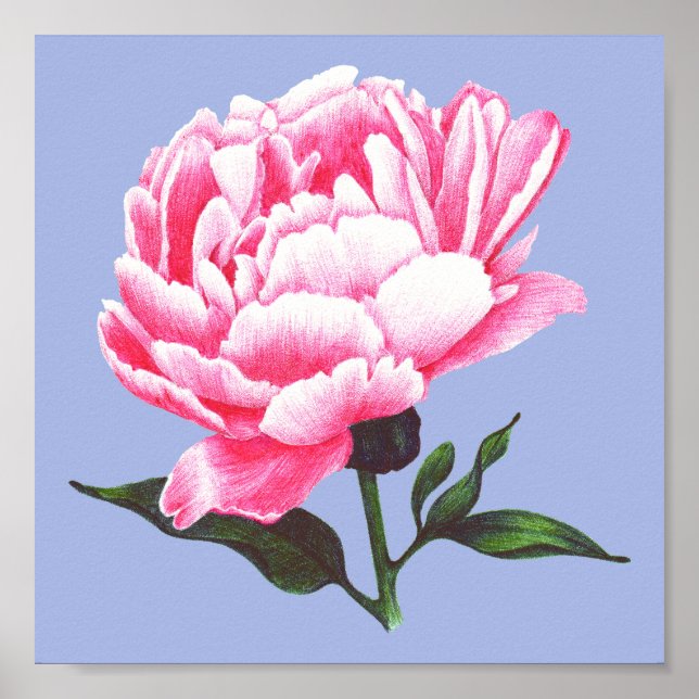 Blume der Peony Illustration Pen Zeichnend Poster (Vorne)