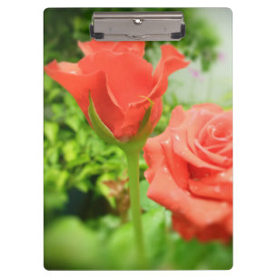 Blume der romantischen Rose Klemmbrett
