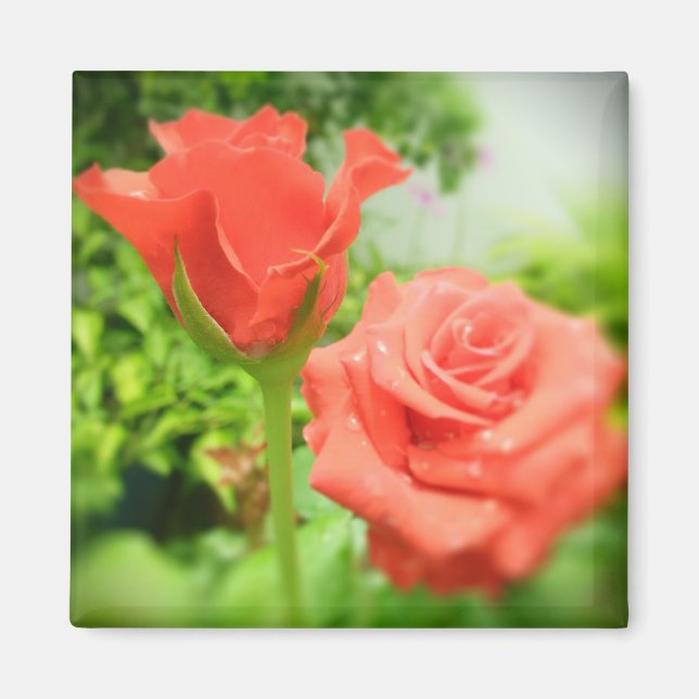 Blume der romantischen Rose Magnet (Vorne)