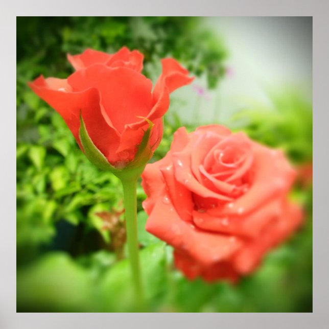 Blume der romantischen Rose Poster (Vorne)