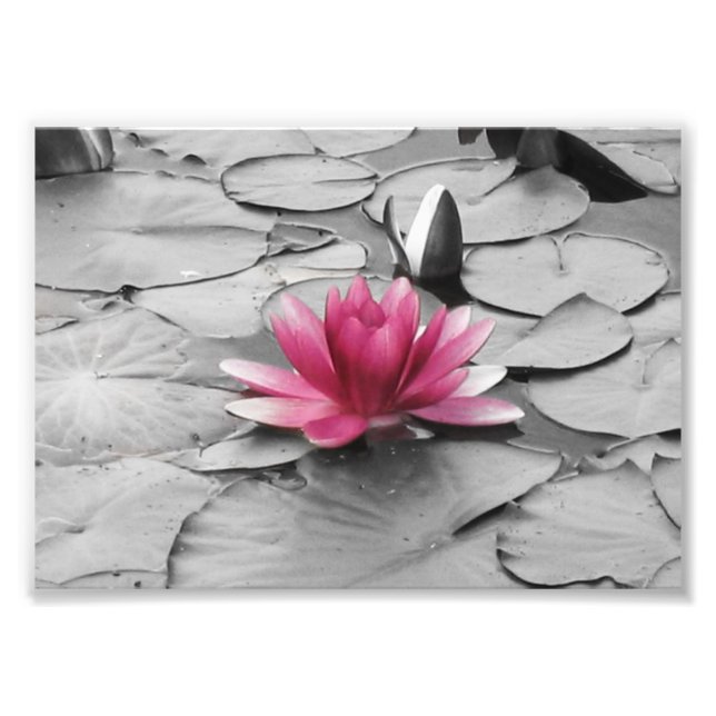 Blume der rosa Lilie Fotodruck (Vorne)