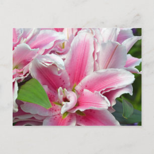 Blume der rosafarbenen Seesternlilie im Frühjahr Postkarte