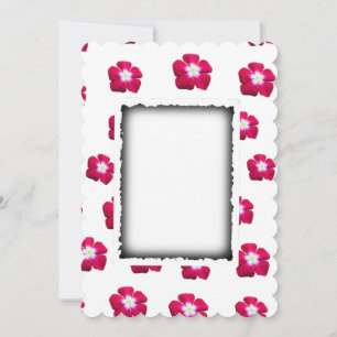 Blume der Rose