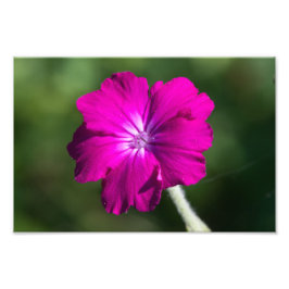 Blume der Rose Fotodruck