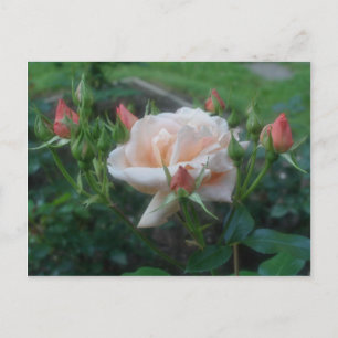 Blume der Rose Postkarte