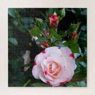Blume der Rose, Rosa Rosa
