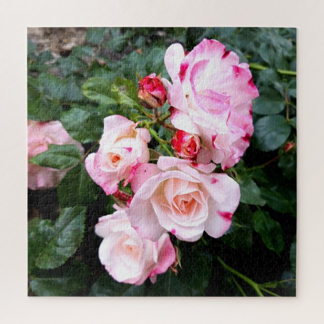 Blume der Rose, Rosa Rosa (Vertikal)