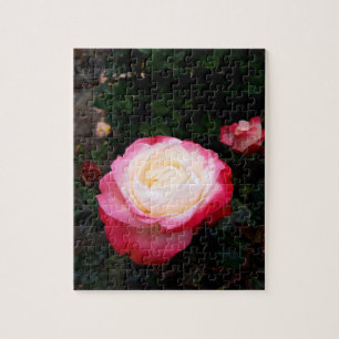 Blume der Rose, Rosa Rosa