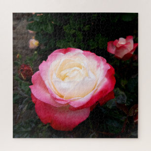 Blume der Rose, Rosa Rosa