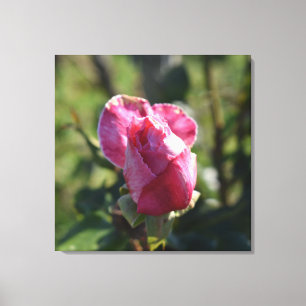 Blume der Rose, Rosa Rosa Leinwanddruck
