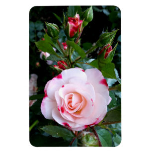 Blume der Rose, Rosa Rosa Magnet