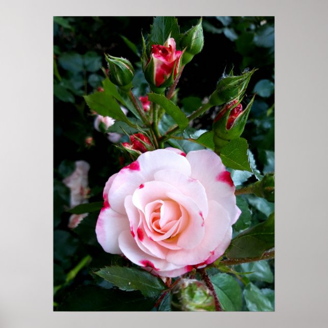 Blume der Rose, Rosa Rosa Poster (Vorne)