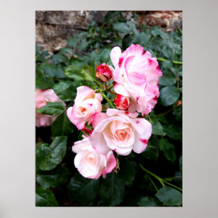 Blume der Rose, Rosa Rosa Poster