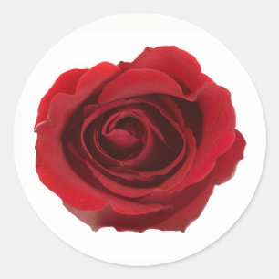Blume der roten fotografischen Rose Runder Aufkleber