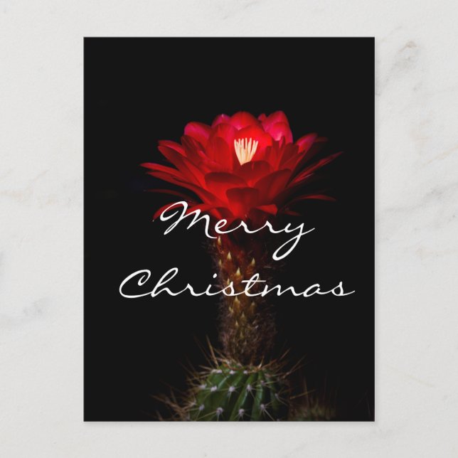 Blume der Rottorchenkaktus, Frohe Weihnachten (Vorderseite)