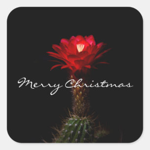 Blume der Rottorchenkaktus, Frohe Weihnachten Quadratischer Aufkleber